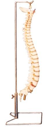 人體解剖模型價(jià)格
