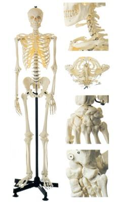 男性全身骨骼模型A11101-1,人體骨骼模型