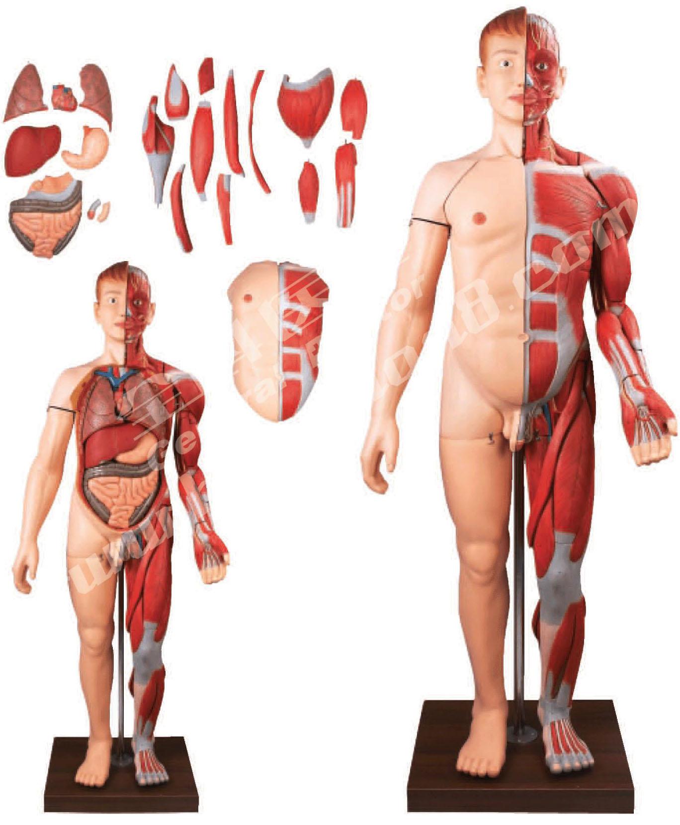 人體解剖模型價(jià)格